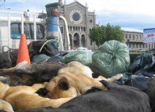 Las declaraciones del Obispo de Punta Arenas Sr. Bernardo Bastres, fuertes, irresponsables y carentes de amor, en contra de los perros abandonados, al parecer surgieron efecto en algunos feligreses. Quien dirige una comunidad debe ser responsable de lo que dice, y no incitar al odio y la violencia.