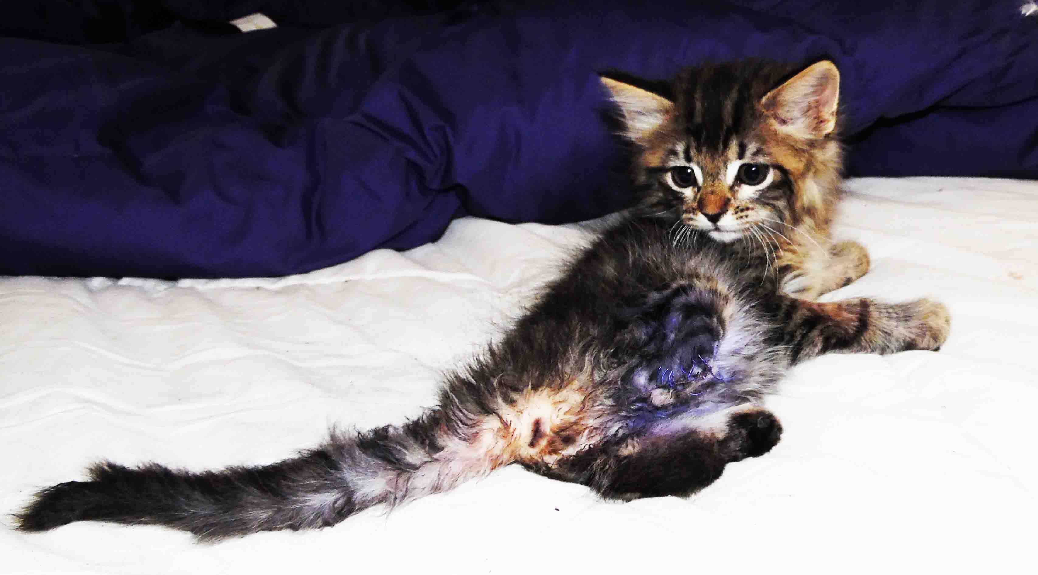 2 Gatitos amputados de su patita: ¿que les sucedió? Ayúdanos a recuperarlos.