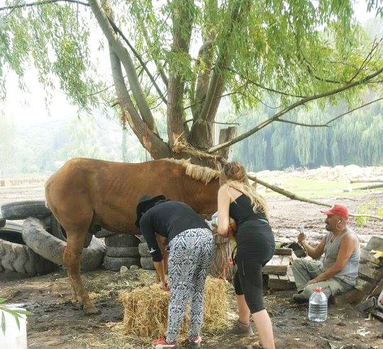 ¡¡Misión cumplida!! Luego de una semana intensa, dejamos montado el Refugio de Emergencia de Animales Mayores REAMA