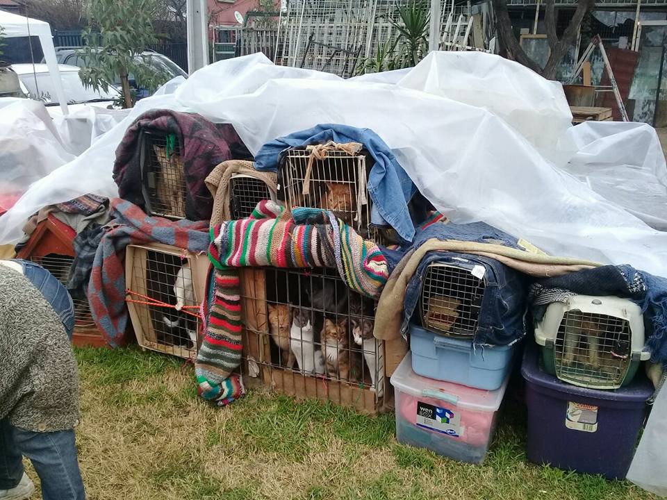 En la calle vive una anciana juntos a unos 40 perros y gatos, luego de ser desalojada